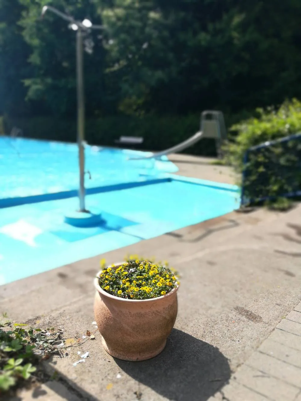 Blumentopf am Rand des Schwimmbeckens