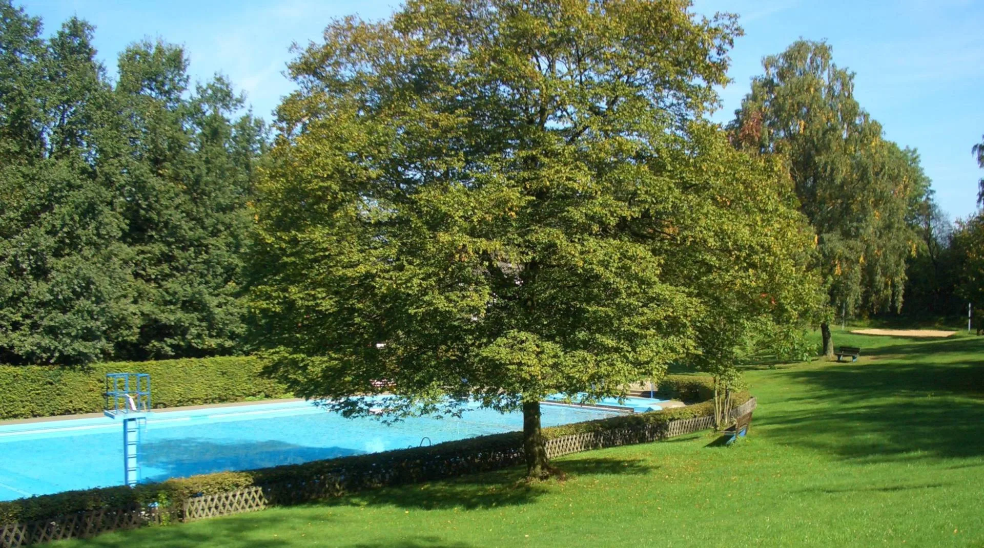 Alter Baum über der Liegewiese am Becken